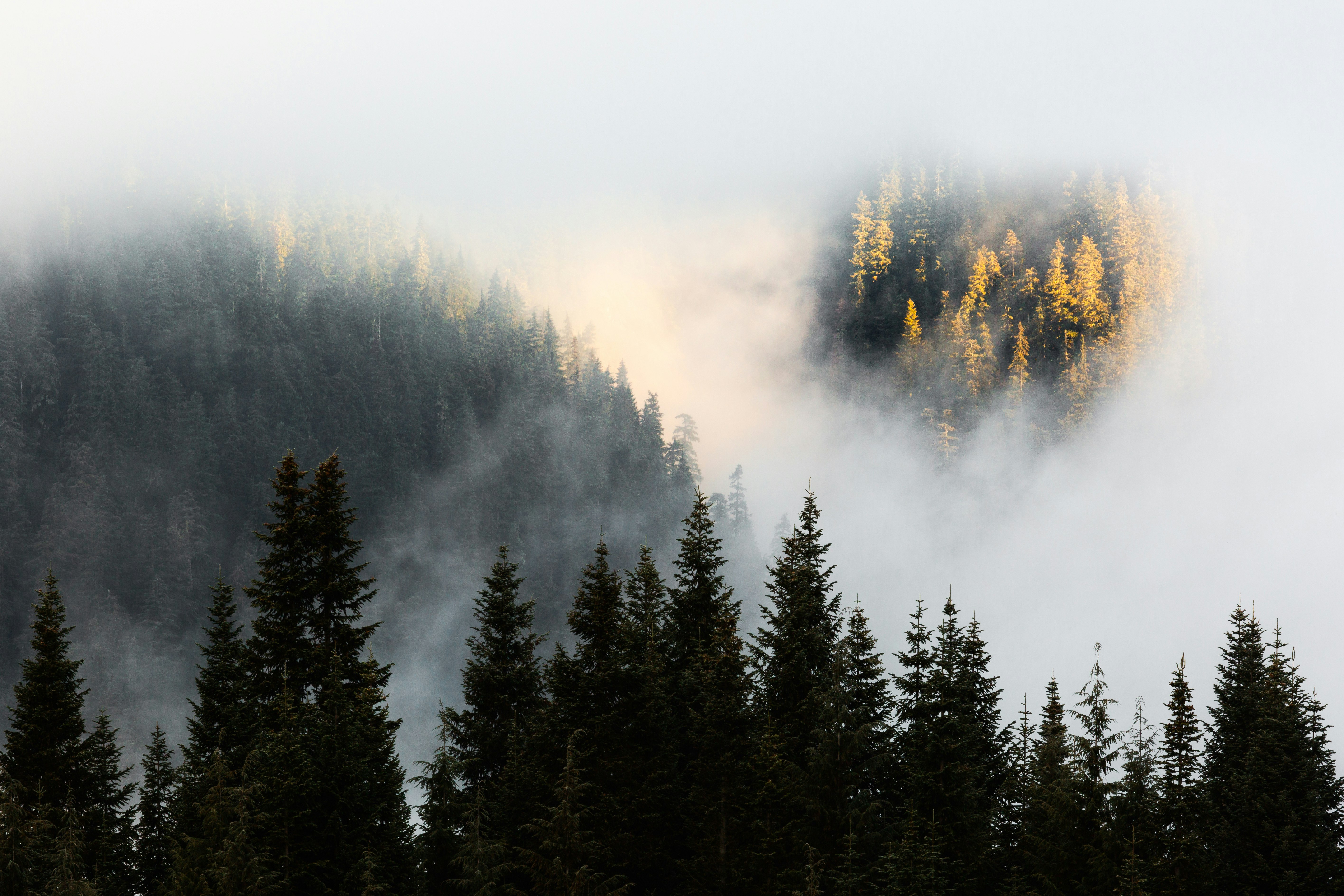 trees near mountains